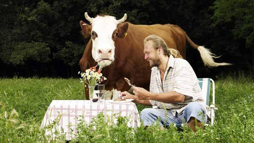 Homem comendo carne em um campo verde ao lado de uma vaca