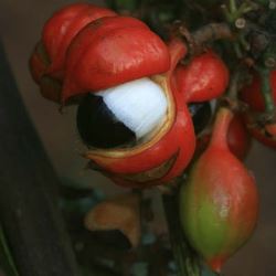 O pó de guaraná ajuda na perda de peso - Foto: Getty Images