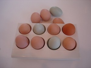 egg-protein-for-weight-loss