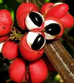 Guaraná emagrece e faz bem para a saúde