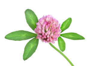 Red clover isolated