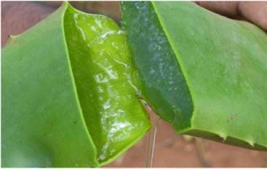 Benefits-Of-Aloe-Vera-Juice