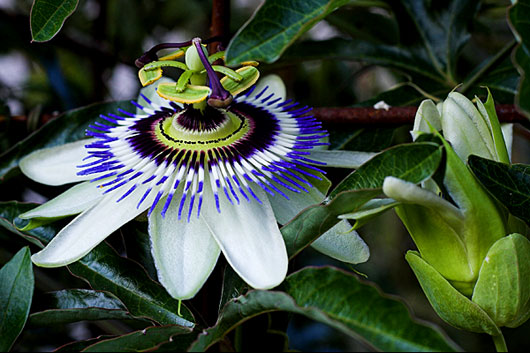 passiflora