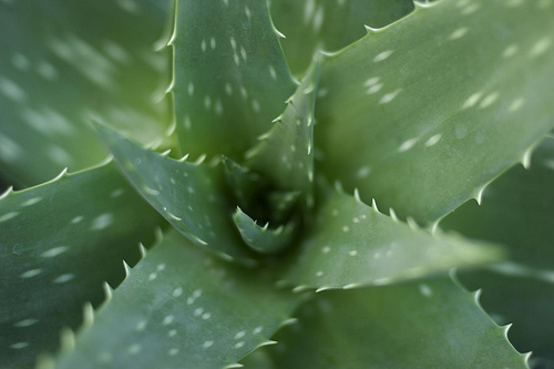 aloe-itmpa