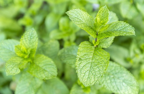 Plantas que atraem boa energia