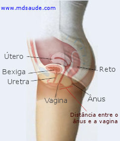 Cistite - Anatomia geniturinária feminina